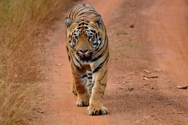 A tiger walking through the dry forests of Tadoba